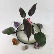 Load image into Gallery viewer, Philodendron Pink Princess, Exact Plant Variegated Ships Nationwide