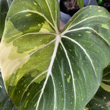 Load image into Gallery viewer, Philodendron Gloriosum variegated type 2, exact plant, Fedex 2day*