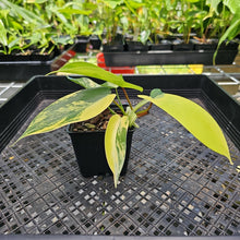Load image into Gallery viewer, Philodendron Florida Beauty Variegated 2.5" pot, Fedex 2day*