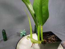 Load image into Gallery viewer, Philodendron Crassinervium 4" pot, Fedex 2day*