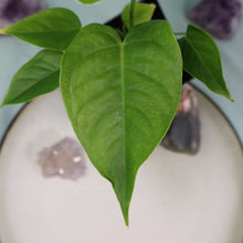 Load image into Gallery viewer, Anthurium Veitchii 4" pot, Fedex 2day*
