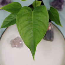 Load image into Gallery viewer, Anthurium Veitchii 4" pot, Fedex 2 day*