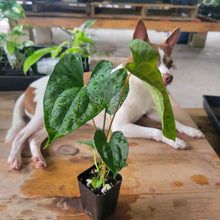 Load image into Gallery viewer, Anthurium Papillilaminum Fort Sherman X Ralph Lynam, Exact Plant Ship Nationwide