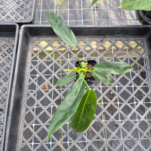 Load image into Gallery viewer, Philodendron Patriciae, Exact Plant Ships Nationwide