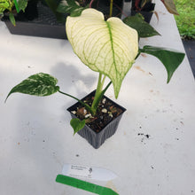 Load image into Gallery viewer, Monstera Deliciosa Mint Exact Plant Variegated Ships Nationwide