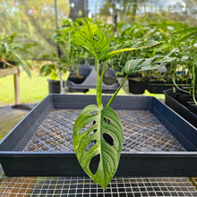 Load image into Gallery viewer, Monstera Adansonii Aurea, Exact Plant Variegated Ships Nationwide
