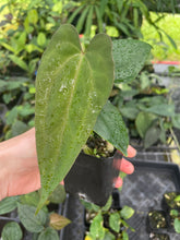 Load image into Gallery viewer, Anthurium (Ace of Spades Dark Form x Kunayalense) x Pap FS 2.5" pot, Fedex 2day*