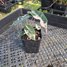 Load image into Gallery viewer, Alocasia polly pink variegated, Exact Plant Ships Nationwide.