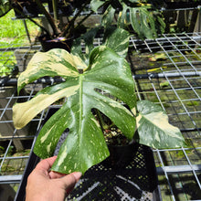 Load image into Gallery viewer, Monstera Thai Constellation Variegated exact plant, Fedex 2day*