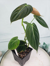 Load image into Gallery viewer, Melanochrysum, exact plant, Philodendron, ships nationwide
