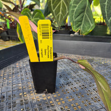 Load image into Gallery viewer, Philodendron Pink Princess Galaxy, Exact Plant Variegated Ships Nationwide