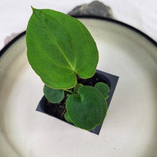 Load image into Gallery viewer, Anthurium Ace Of Spades X Papillilaminum 2.5" pot, Fedex 2day*
