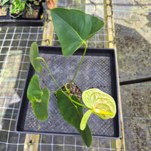 Load image into Gallery viewer, Anthurium Veronica, Green Speckled, Exact Plant