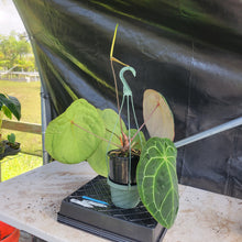 Load image into Gallery viewer, Anthurium Ace of Spades, Exact Plant Ships Nationwide