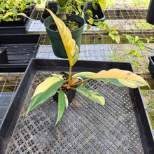 Load image into Gallery viewer, Philodendron Caramel Marble, Exact Plant Variegated Ships Nationwide