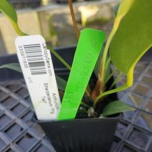 Load image into Gallery viewer, Anthurium Scherzerianum "Pig Tail", Exact Plant Ships Nationwide