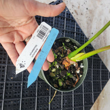 Load image into Gallery viewer, Anthurium Moodeanum, Exact Plant Ships Nationwide