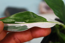 Load image into Gallery viewer, Variegated Spathiphyllum Jessica Exact Plant