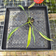 Load image into Gallery viewer, Philodendron Holtonianum Variegated, Exact Plant Ships Nationwide