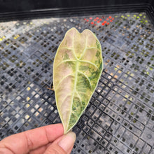 Load image into Gallery viewer, Alocasia Watsoniana Albo Pink variegated, Exact Plant Ships Nationwide
