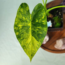Load image into Gallery viewer, Alocasia Gageana Aurea, Exact Plant Variegated