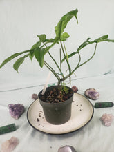 Load image into Gallery viewer, 69686, exact plant, Philodendron, ships nationwide