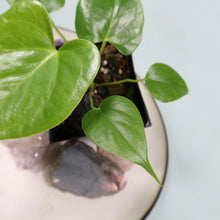 Load image into Gallery viewer, Anthurium Faustomirandae, Faustino'S Giant 2.5" pot, Fedex 2day*