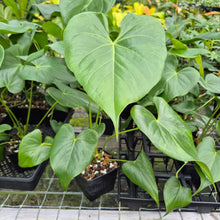 Load image into Gallery viewer, Anthurium Faustomirandae, Faustino'S Giant 4" pot, Fedex 2day*