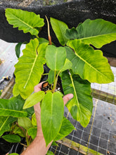 Load image into Gallery viewer, Philodendron Jungle Fever Mint Variegated 2.5" pot, Fedex 2day