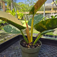 Load image into Gallery viewer, Philodendron Green Congo Nuclear, Exact Plant Variegated