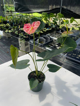 Load image into Gallery viewer, Anthurium Shibori, Exact Plant Variegated