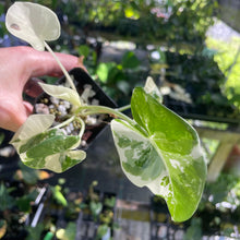Load image into Gallery viewer, Alocasia Macrorrhiza Albo Variegated 2.5" pot, Fedex 2day*
