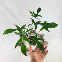 Load image into Gallery viewer, Philodendron Quercifolium x Pedatum 4" pot, Fedex 2day*