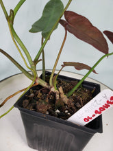 Load image into Gallery viewer, Atabapoense, exact plant, Philodendron, ships nationwide