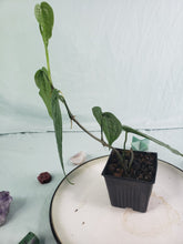 Load image into Gallery viewer, SP Limon, exact plant, Anthurium, ships nationwide