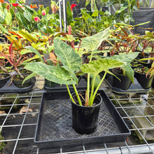 Load image into Gallery viewer, Philodendron Giganteum, Exact Plant Variegated Ships Nationwide