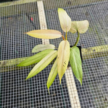 Load image into Gallery viewer, Philodendron Whipple Way, Exact Plant Variegated Ships Nationwide