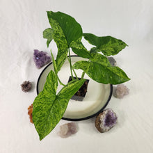Load image into Gallery viewer, Syngonium Mojito, Exact Plant Variegated Ships Nationwide