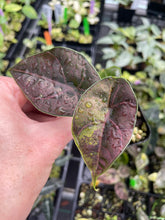 Load image into Gallery viewer, Alocasia Azlanii Aurea variegated 2.5" pot, Fedex 2day*