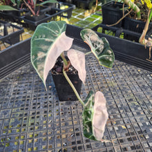 Load image into Gallery viewer, Alocasia polly pink variegated, Exact Plant Ships Nationwide.