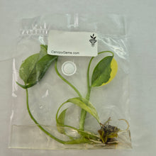 Load image into Gallery viewer, Monstera Borsigiana Aurea Deliciosa variegated tissue culture 2DayAir