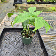 Load image into Gallery viewer, Rhaphidophora Decursiva, Exact Plant Ships Nationwide