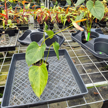 Load image into Gallery viewer, Anthurium Speckled Butterfly Shibori AFF, Exact Plant Variegated Ship Nationwide