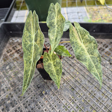 Load image into Gallery viewer, Alocasia Longiloba Black Satun Stardust Variegated, Exact Plant Ships Nationwide