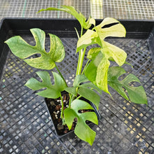 Load image into Gallery viewer, Rhaphidophora Tetrasperma White Monster, Exact Plant Variegated Ships Nationwide