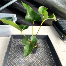 Load image into Gallery viewer, Anthurium Brownii, Exact Plant Ships Nationwide