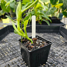 Load image into Gallery viewer, Philodendron Subhastatum, Exact Plant Variegated Ships Nationwide