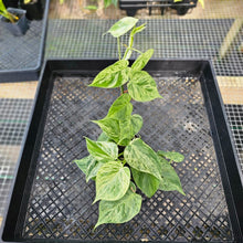 Load image into Gallery viewer, Philodendron Hederaceum, Heart Leaf, Exact Plant Variegated Triple plant pot Ships Nationwide