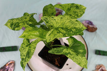 Load image into Gallery viewer, Variegated Syngonium Podophyllum Mojito Double plant Exact Plant