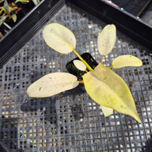 Load image into Gallery viewer, Philodendron Whipple Way Variegated exact plant, Fedex 2day*